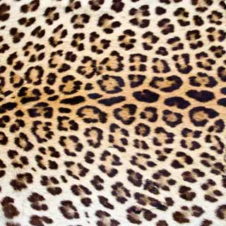 Ella & Viv Animal Kingdom Leopard