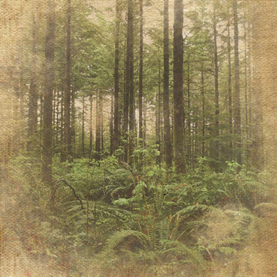 Paper House Productions Outdoor Pine Forest