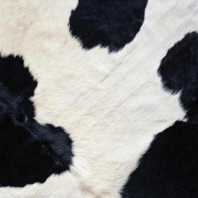 Sugartree Scrapbook Paper Cow