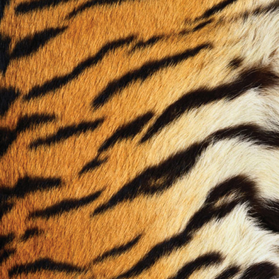 Sugartree Scrapbook Paper Tiger