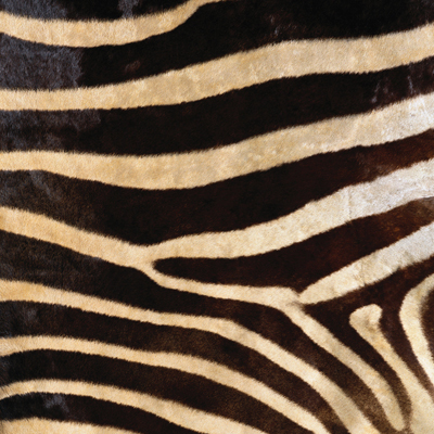 Sugartree Scrapbook Paper Zebra