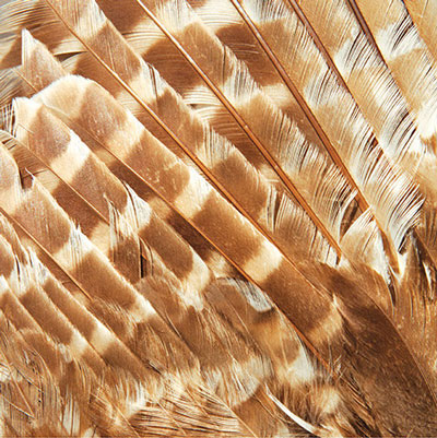 SugarTree Owl Feathers