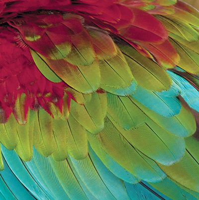 SugarTree Parrot Feathers