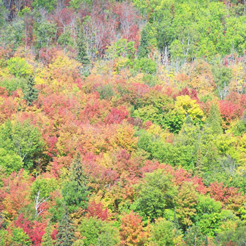 McRice Papers Autumn Hills