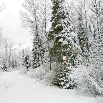 McRice Papers Winter Trail