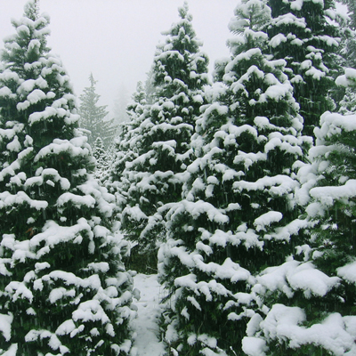 Sugartree Christmas Tree Farm